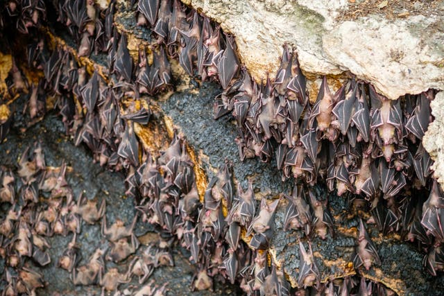 Study is the first time scientists have examined ancient bat guano in this way