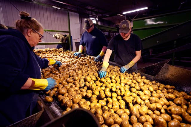 In a March 11, 2021 photo, potatoes are examined along a conveyor belt before being loaded into a tractor trailer at the Sackett Potato farm in Mecosta, Mich. For generations, Brian Sackett's family has farmed potatoes that are made into chips. About 25% of the nation's potato chips get their start in Michigan, which historically has had reliably cool air during September harvest and late spring but now is getting warmer temperatures. (AP Photo/Carlos Osorio)