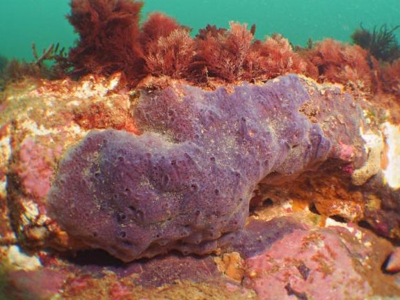 The Parpal Dumplin sea sponge has a very purple appearance