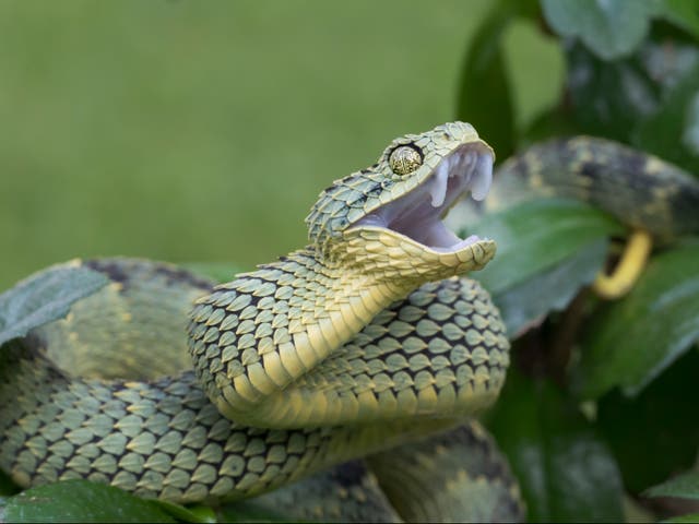 <p>Venomous Bush Viper Snake (Atheris squamigera) with Open Mouth</p>
