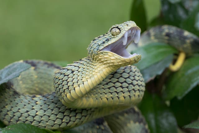 <p>Venomous Bush Viper Snake (Atheris squamigera) with Open Mouth</p>