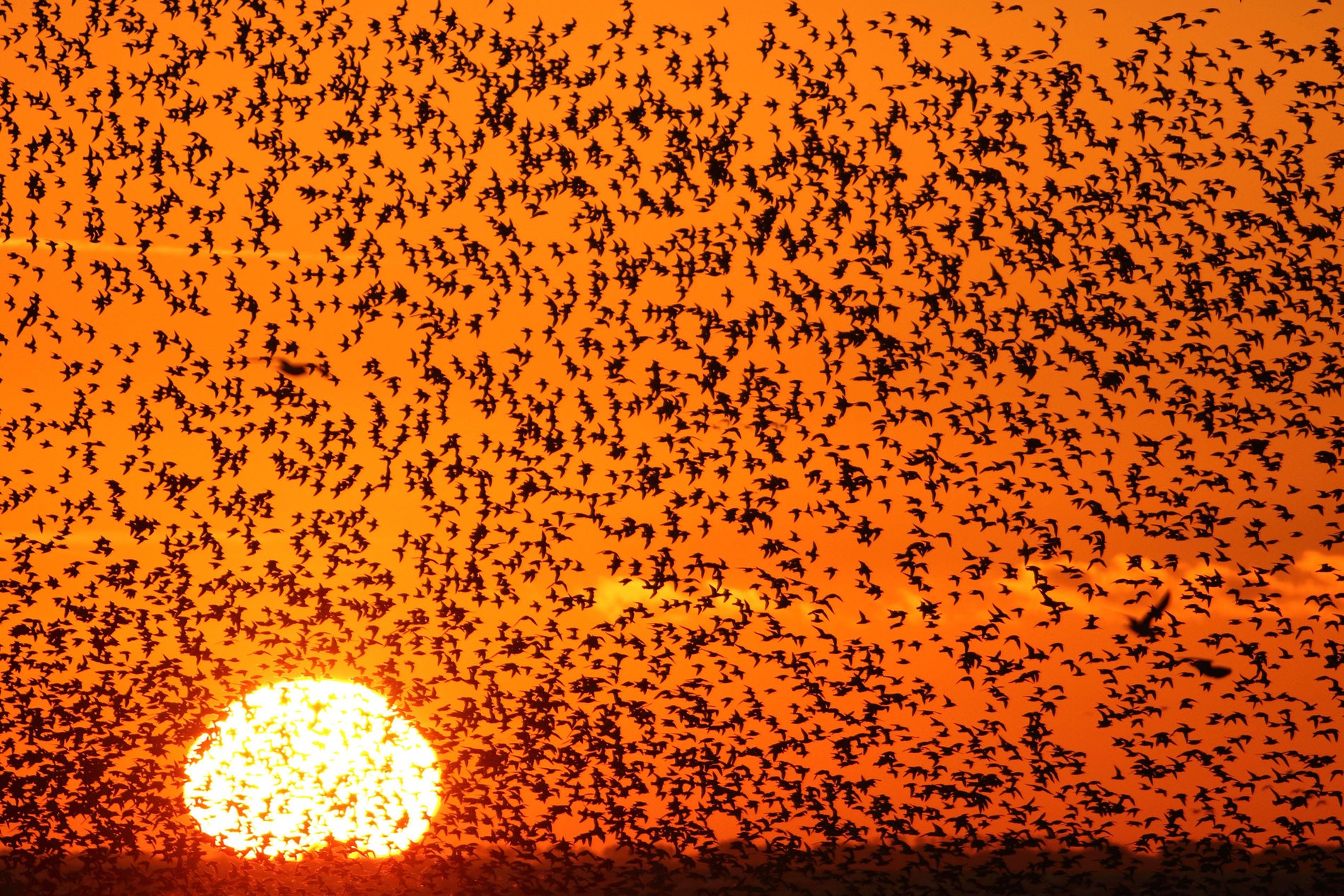 Red Knot flock of thousands at sunset in Snettisham (Alamy/PA)