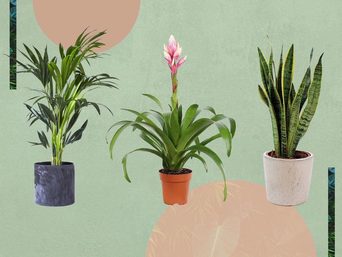 Best indoor plants for dust