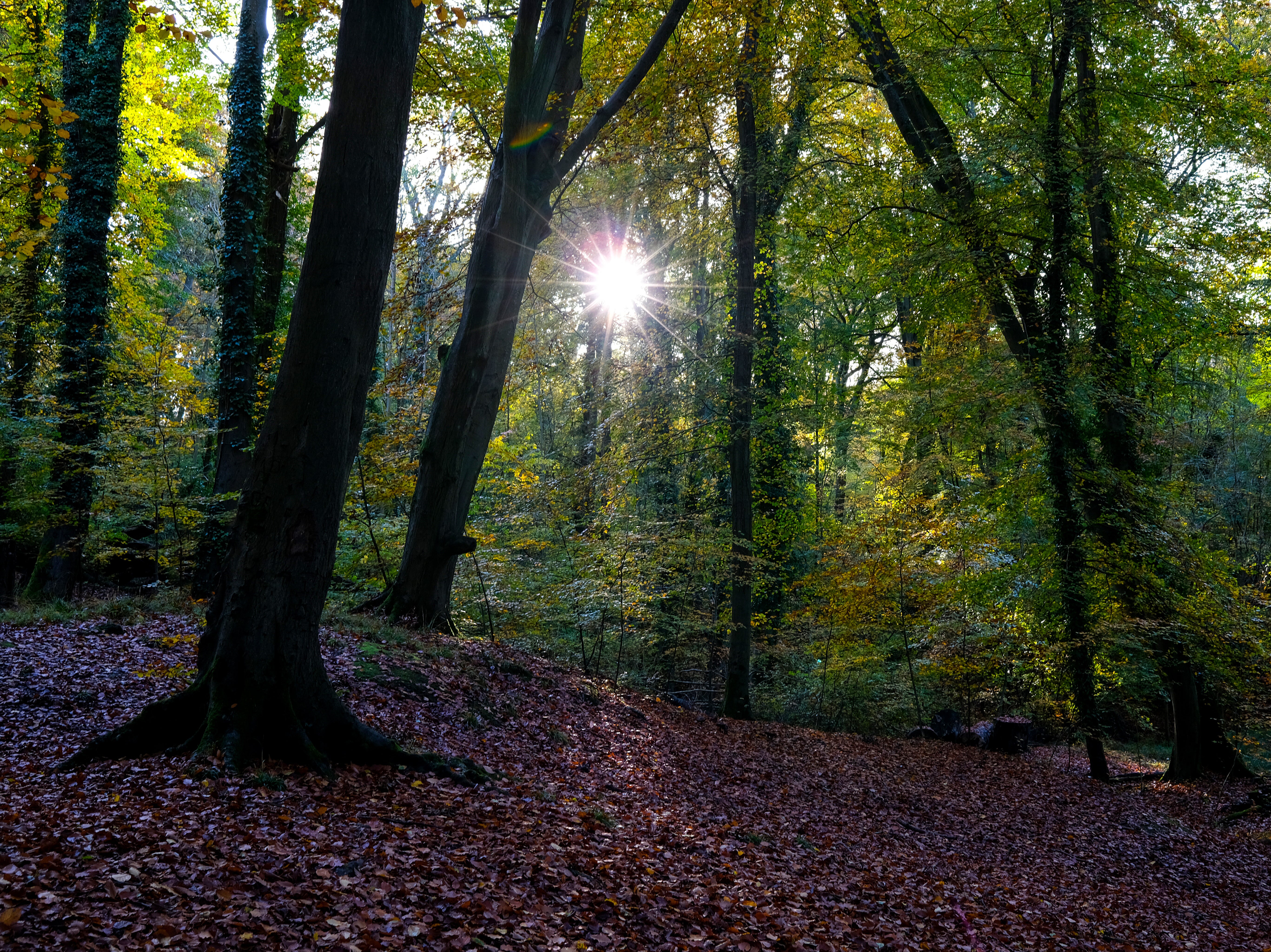 Woodland accounts for 13 per cent of Britain’s surface area, about half of which consists of oak, beech and ash