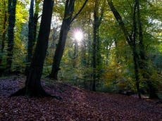 Climate crisis: UK’s woodlands under threat and reaching ‘crisis point’, report warns