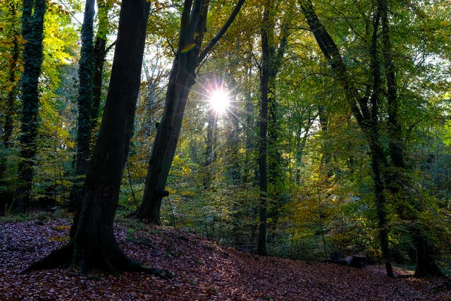 <p>Woodland accounts for 13 per cent of Britain’s surface area, about half of which consists of oak, beech and ash</p>