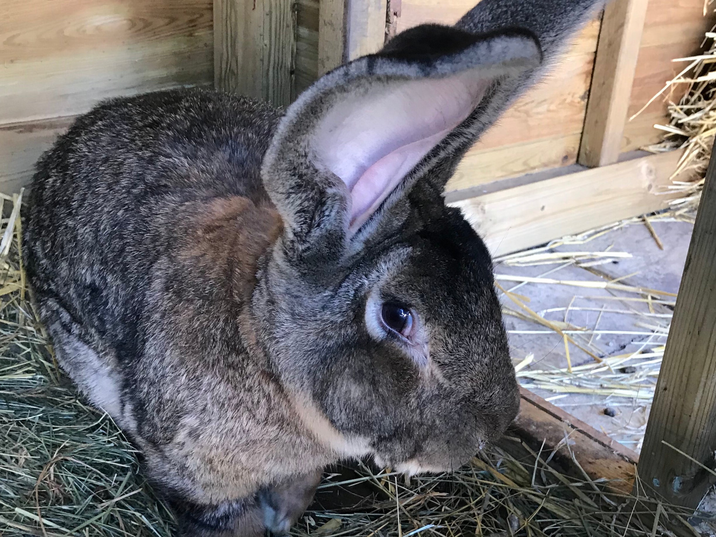Darius, a continental giant rabbit, which holds the Guinness world record for being the biggest of its kind, is feared to have been stolen after disappearing from its enclosure in Stoulton, Worcestershire