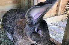 Stolen giant rabbit at risk of being smuggled out of country, pet detective claims