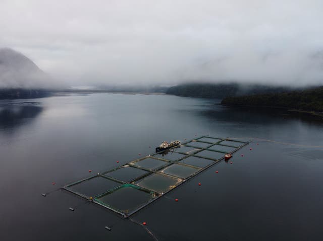 <p>Chilean authorities reported on 12 April the removal of 5,595 tons of dead salmon due to the growth of a tide of harmful algae, a phenomenon that some experts describe as an ‘environmental catastrophe’ and blame both on climate change and ‘irresponsible salmon farming’</p>