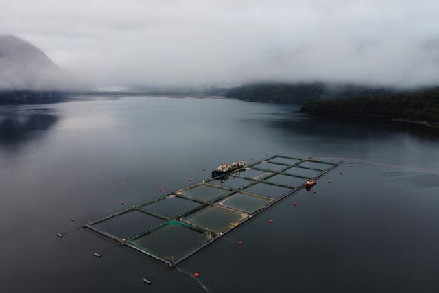<p>Chilean authorities reported on 12 April the removal of 5,595 tons of dead salmon due to the growth of a tide of harmful algae, a phenomenon that some experts describe as an ‘environmental catastrophe’ and blame both on climate change and ‘irresponsible salmon farming’</p>
