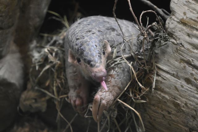 <p>A Formosan pangolin is seen at the Taipei Zoo in Taipei on 24 February 2021</p>