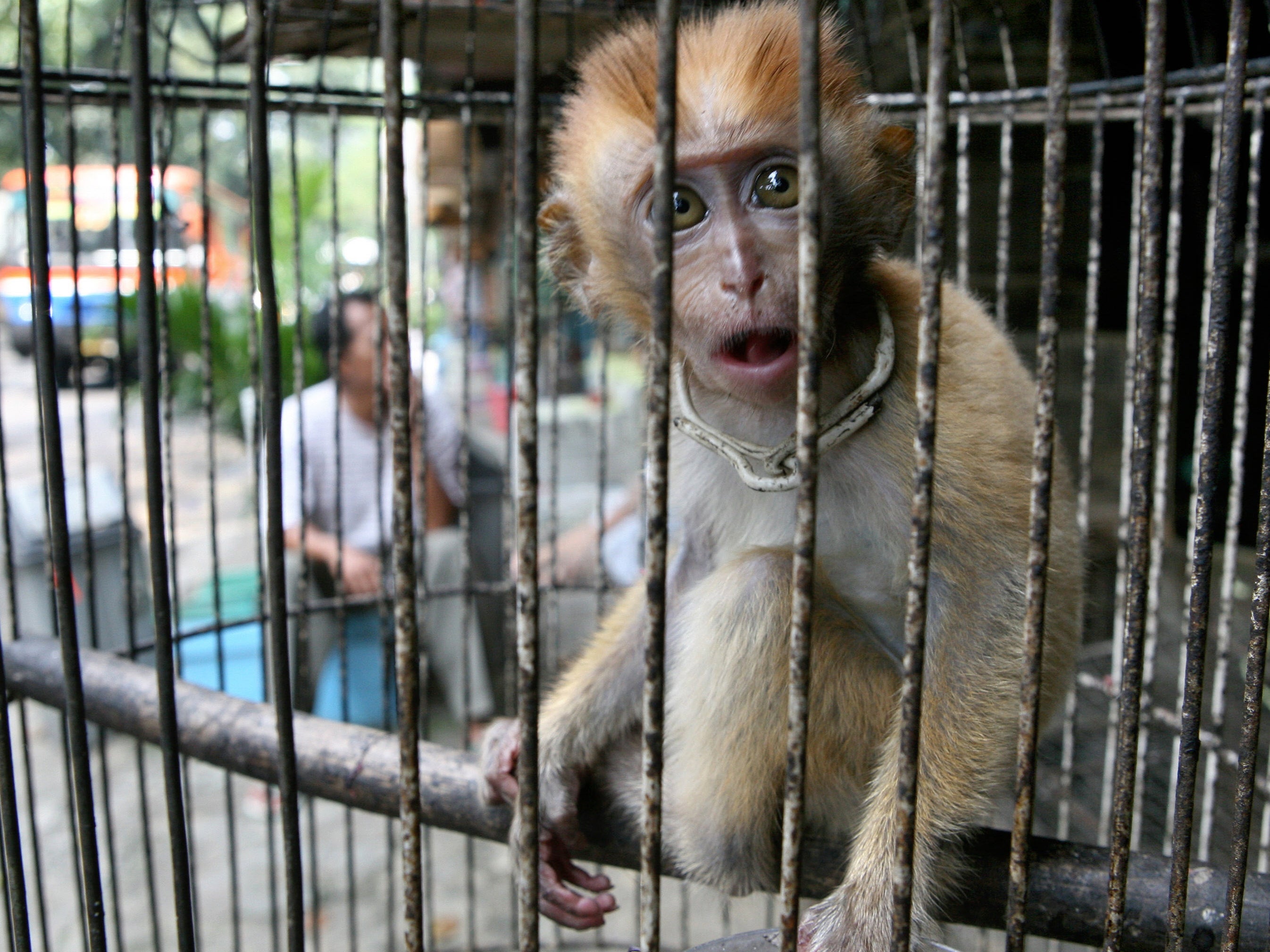 Animals are widely kept in cages at live markets around the world, raising the risk of viruses spreading, according to scientists