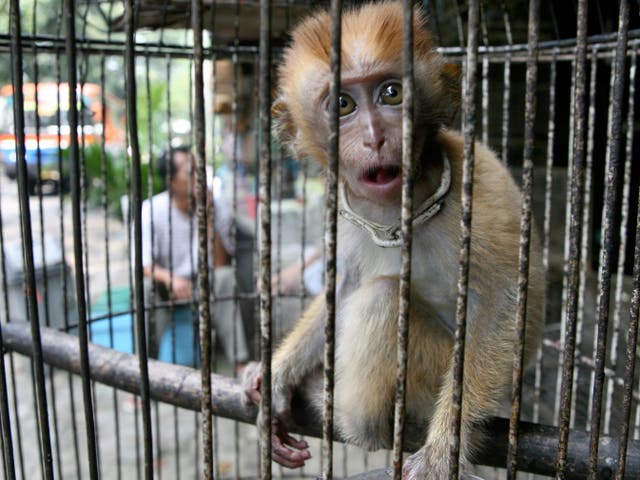 Animals are widely kept in cages at live markets around the world, raising the risk of viruses spreading, according to scientists