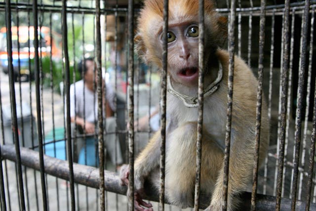 Animals are widely kept in cages at live markets around the world, raising the risk of viruses spreading, according to scientists