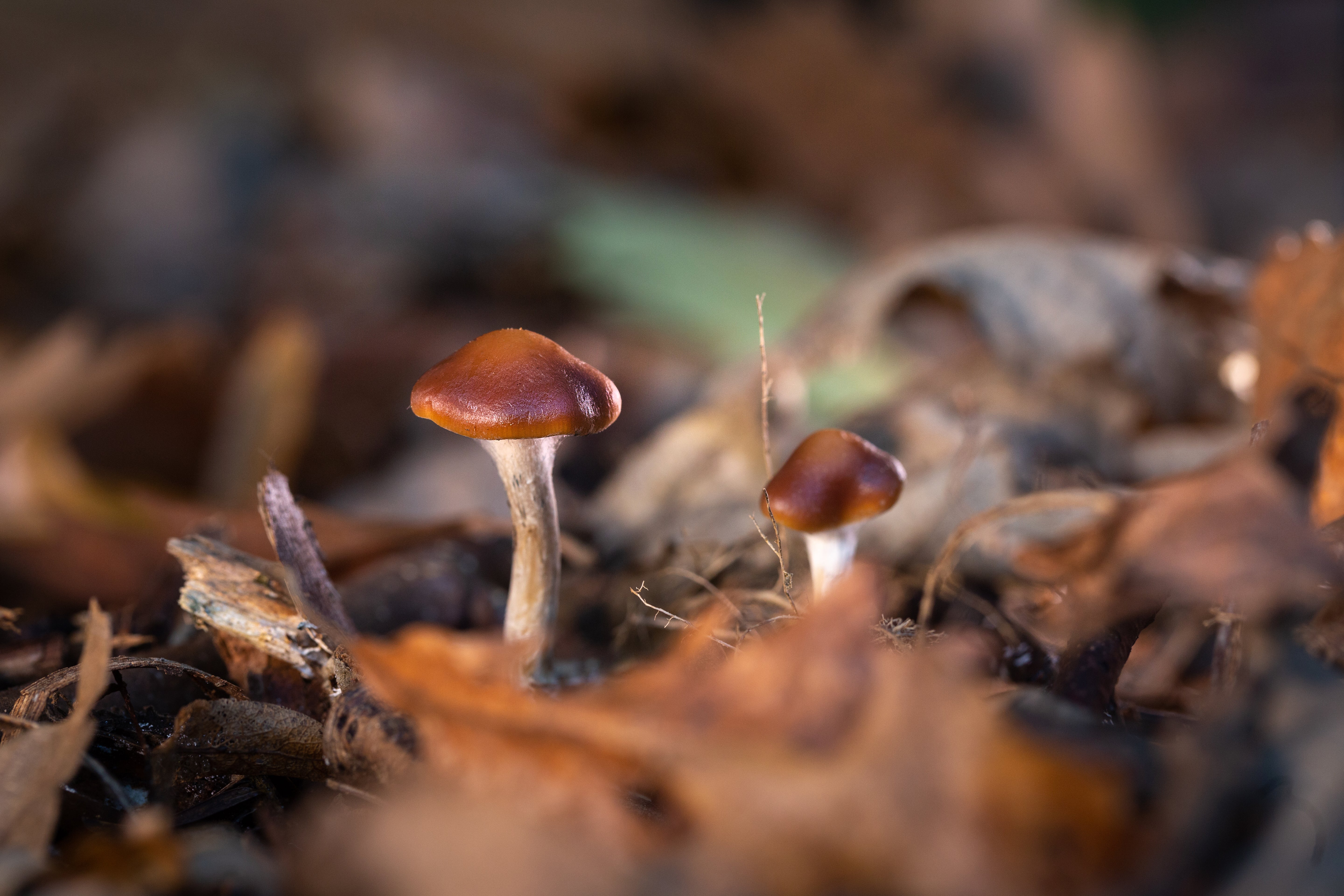 Magic mushrooms growing wild in a park in west London