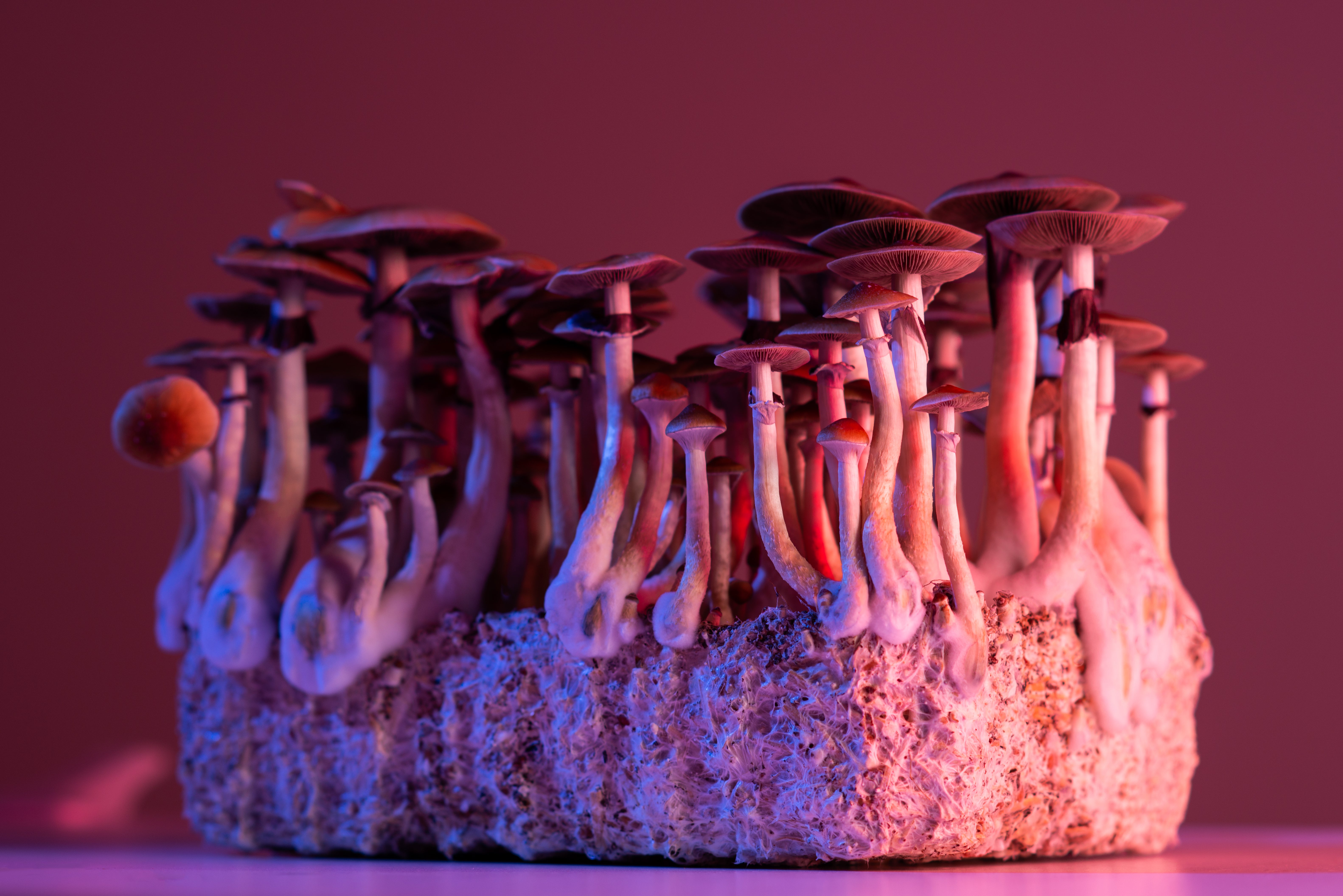 Psilocybin, the active compound in magic mushrooms, may be at least as effective as a leading antidepressant medication