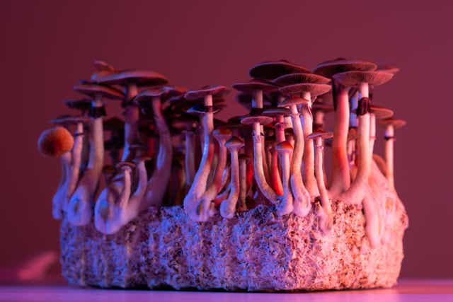 <p>Psilocybin, the active compound in magic mushrooms, may be at least as effective as a leading antidepressant medication</p>