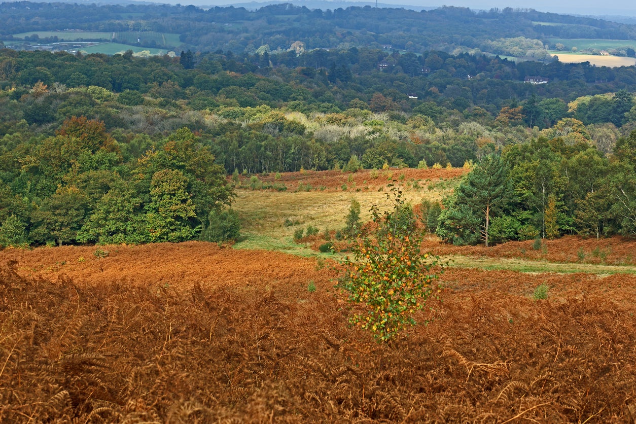 Forest rows sits in Ashdown Forest, aka the Hundred Acre Wood