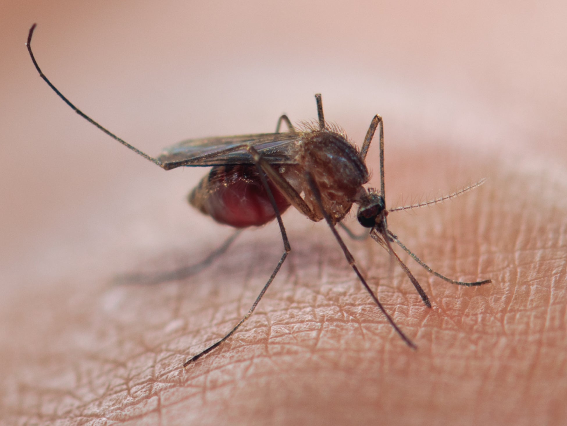 There were 409,000 deaths from malaria in 2019, with 274,000 of those among children under 5 years old