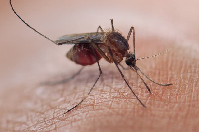 <p>There were 409,000 deaths from malaria in 2019, with 274,000 of those among children under 5 years old</p>