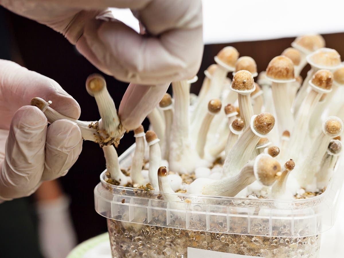 Study raises new possibilities of treating depression with magic mushroom compound