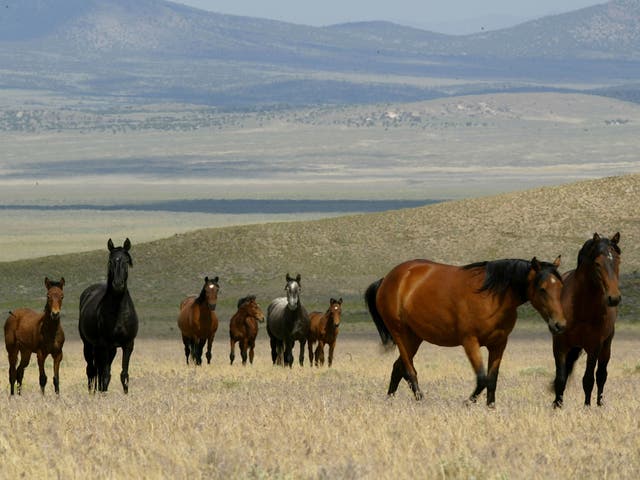 <p>A group of wild horses walks through a field on 7 July 2005 in Eureka, Nevada</p>