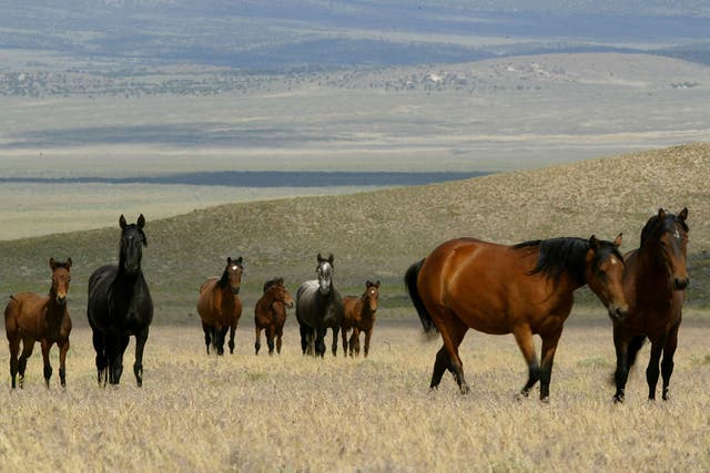 <p>A group of wild horses walks through a field on 7 July 2005 in Eureka, Nevada</p>