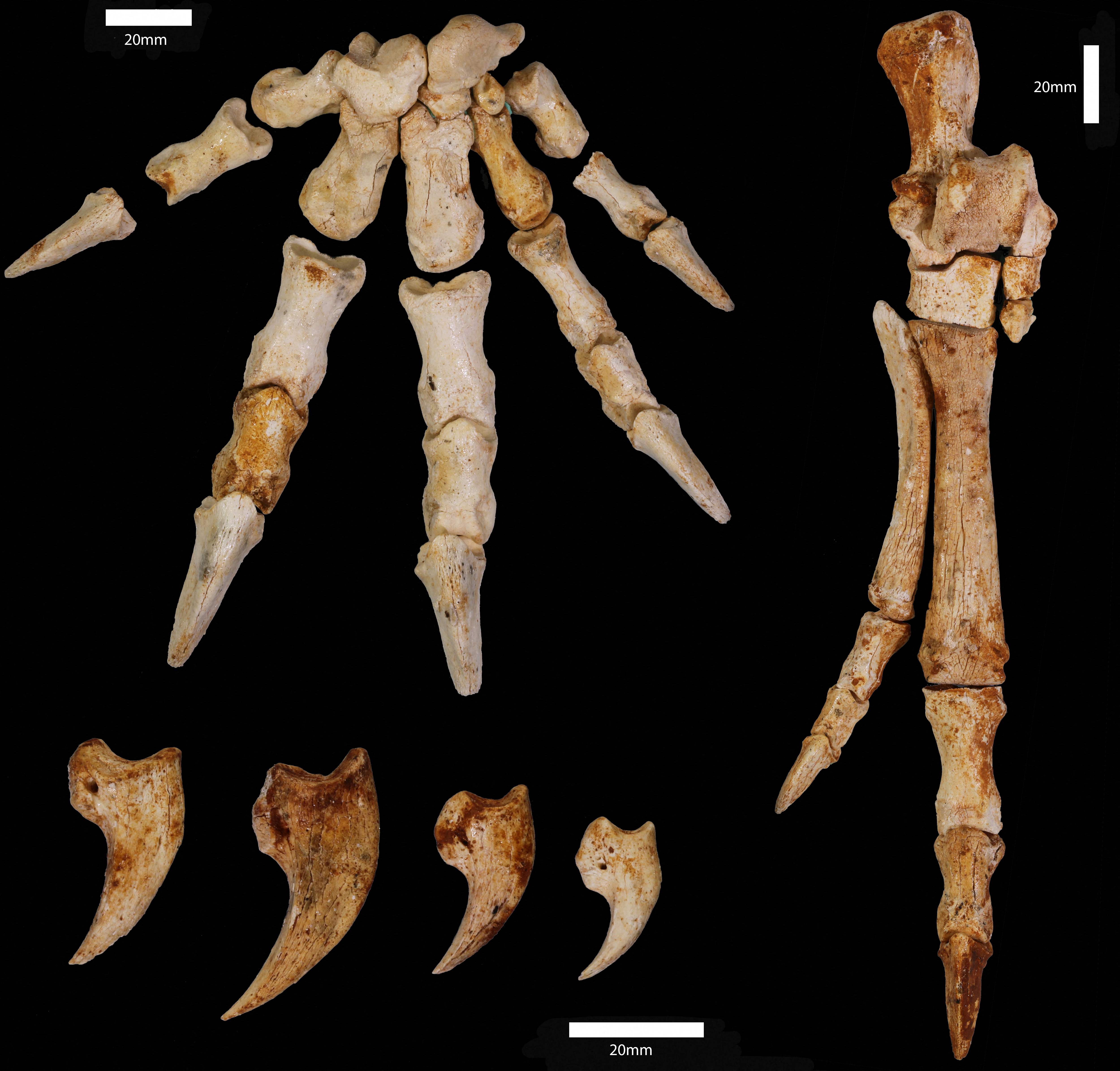 The fossil of a 40kg tree-climbing kangaroo from western Australia