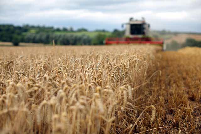 <p>High-zinc wheat is expected to make up 80 per cent of varieties distributed worldwide in the next 10 years</p>