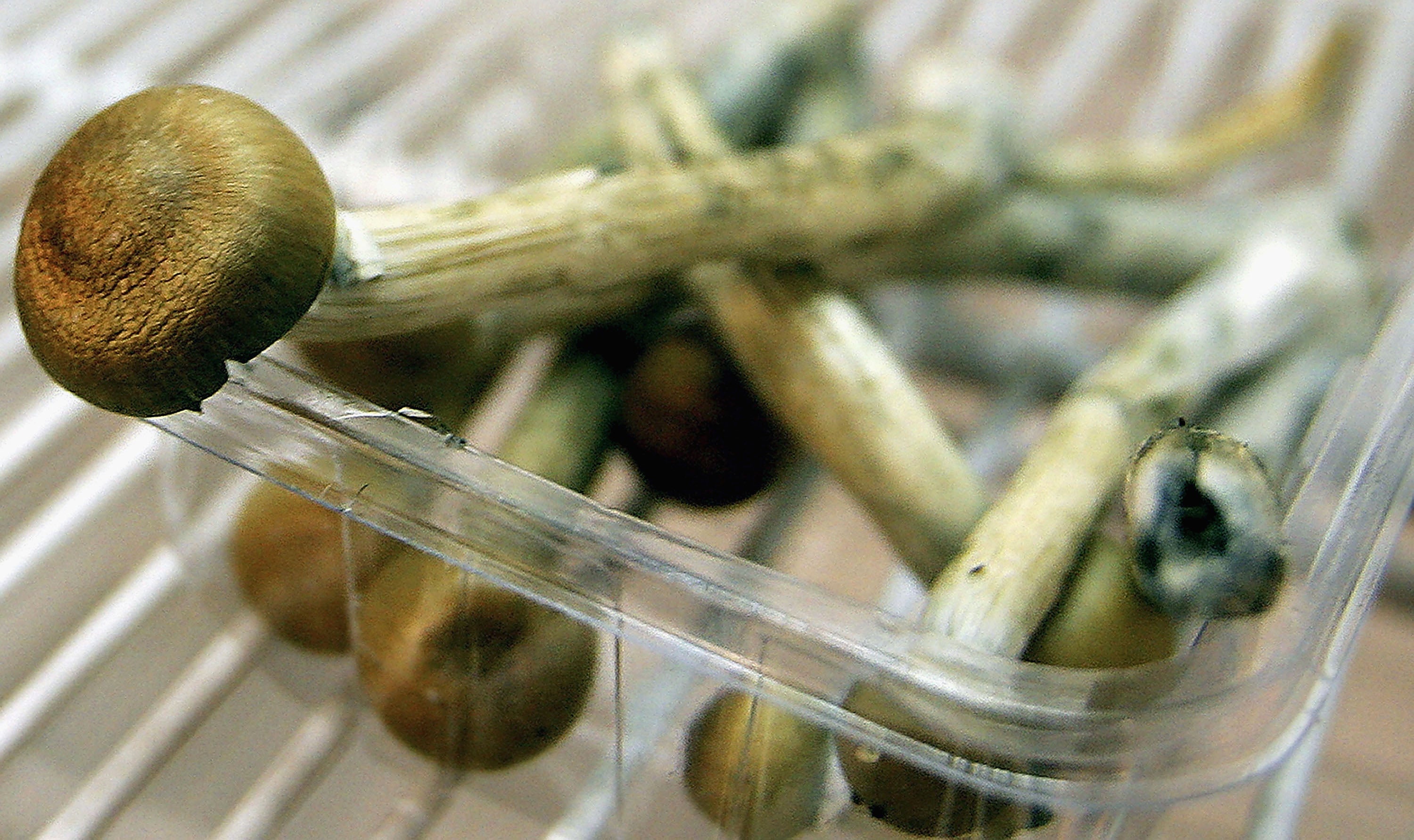 New Study Magic Mushroom Compound promising For Depression Treatment