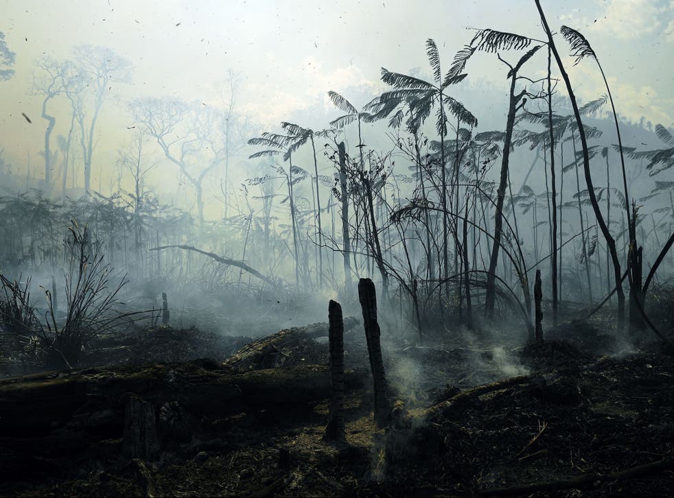 Fires burned areas of the Amazon rainforest last summer