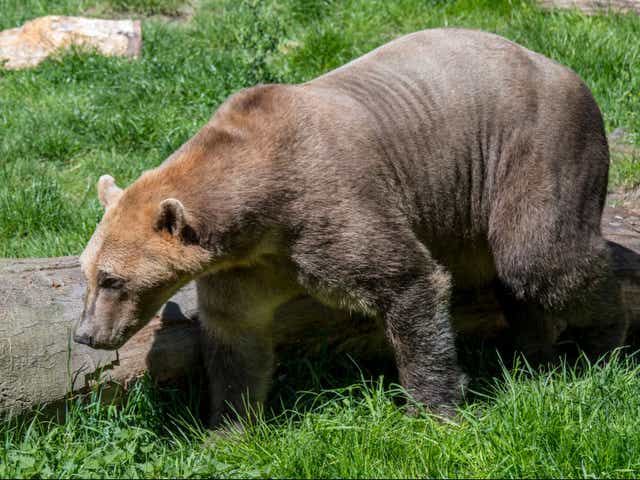 A hybrid polar-grizzly bear, known as a ‘grolar’ or ‘pizzly’ bear