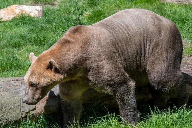 A hybrid polar-grizzly bear, known as a ‘grolar’ or ‘pizzly’ bear