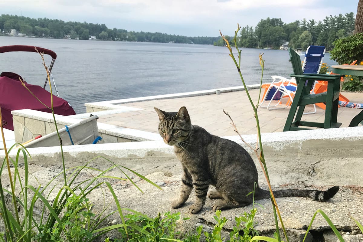 New Hampshire Senate advances pet parity bill New Hampshire Senate advances pet parity bill