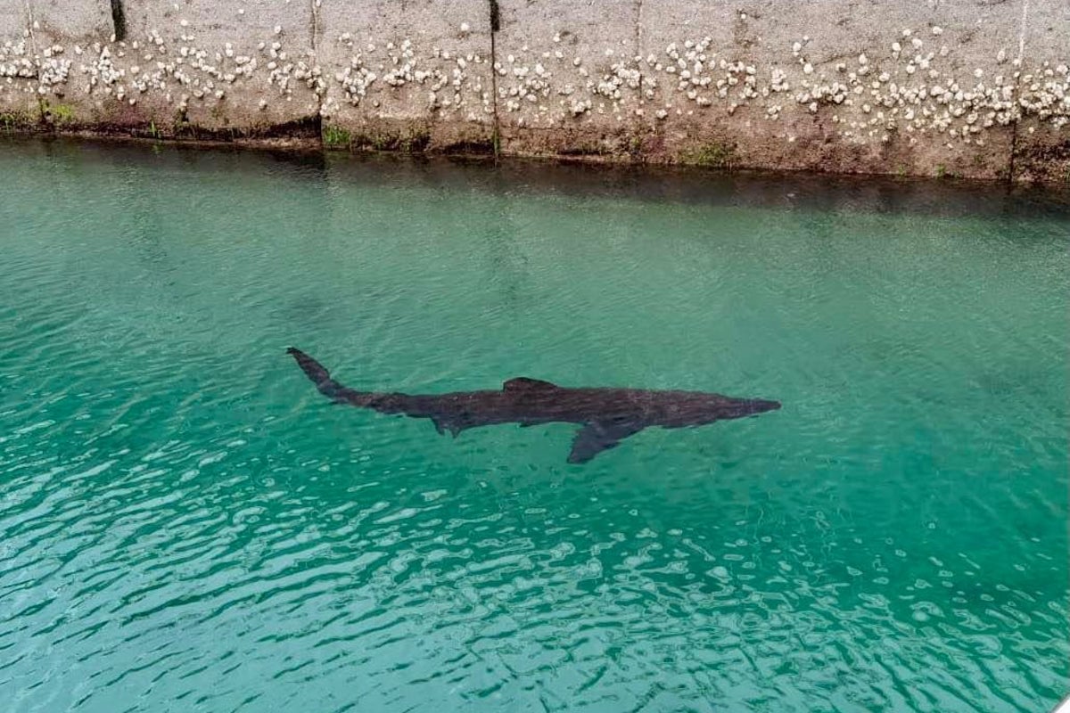 UK to see increase in sharks, rays and native oysters due to rising sea temperatures