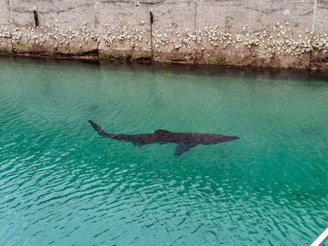 <p>A basking shark spotted in Torquay Marina</p>