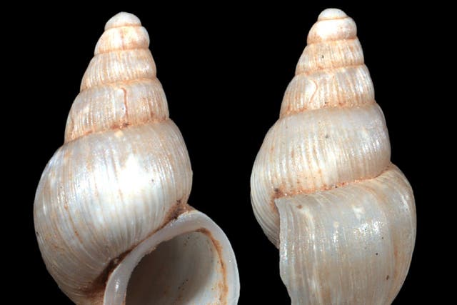 The shell belonging to Tavunijana djokovici, a new snail species named after tennis great Novak Djokovic