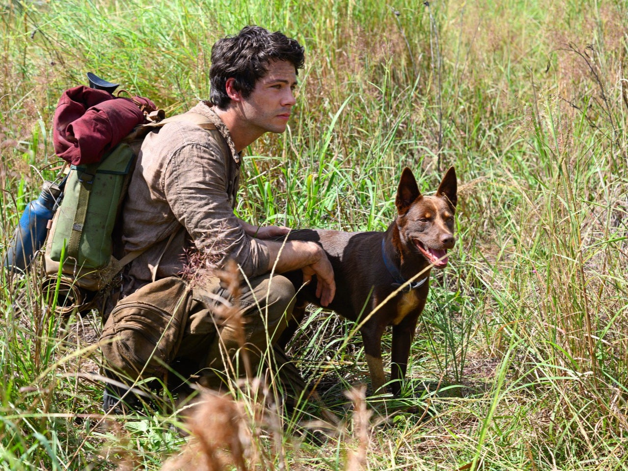 Joe finds himself a canine companion, played by very good boys Hero and Dodge in two of the finest animal performances of the year