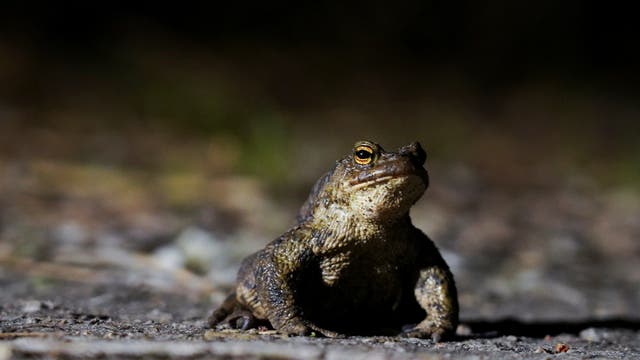 <p>Amphibian charity Froglife says there has been a steady increase in low numbers of frogs reported by the public over the past few years</p>