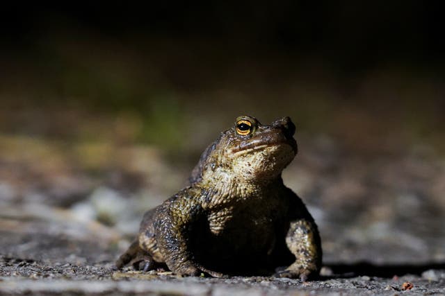 <p>Amphibian charity Froglife says there has been a steady increase in low numbers of frogs reported by the public over the past few years</p>