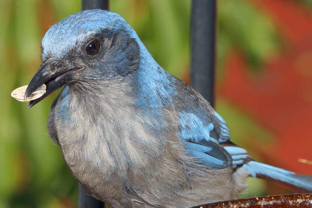 A scrub jay, native to the western US and Mexico, feeding on seeds