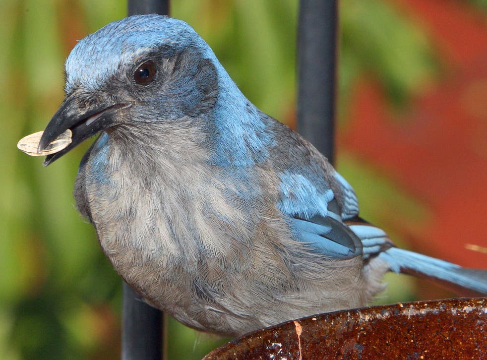A scrub jay, native to the western US and Mexico, feeding on seeds