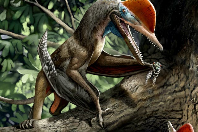 Monkeydactyl is thought to have hunted in the trees