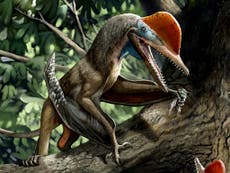 Scientists uncover ‘monkeydactyl’ — the first-known flying dinosaur with opposable thumbs