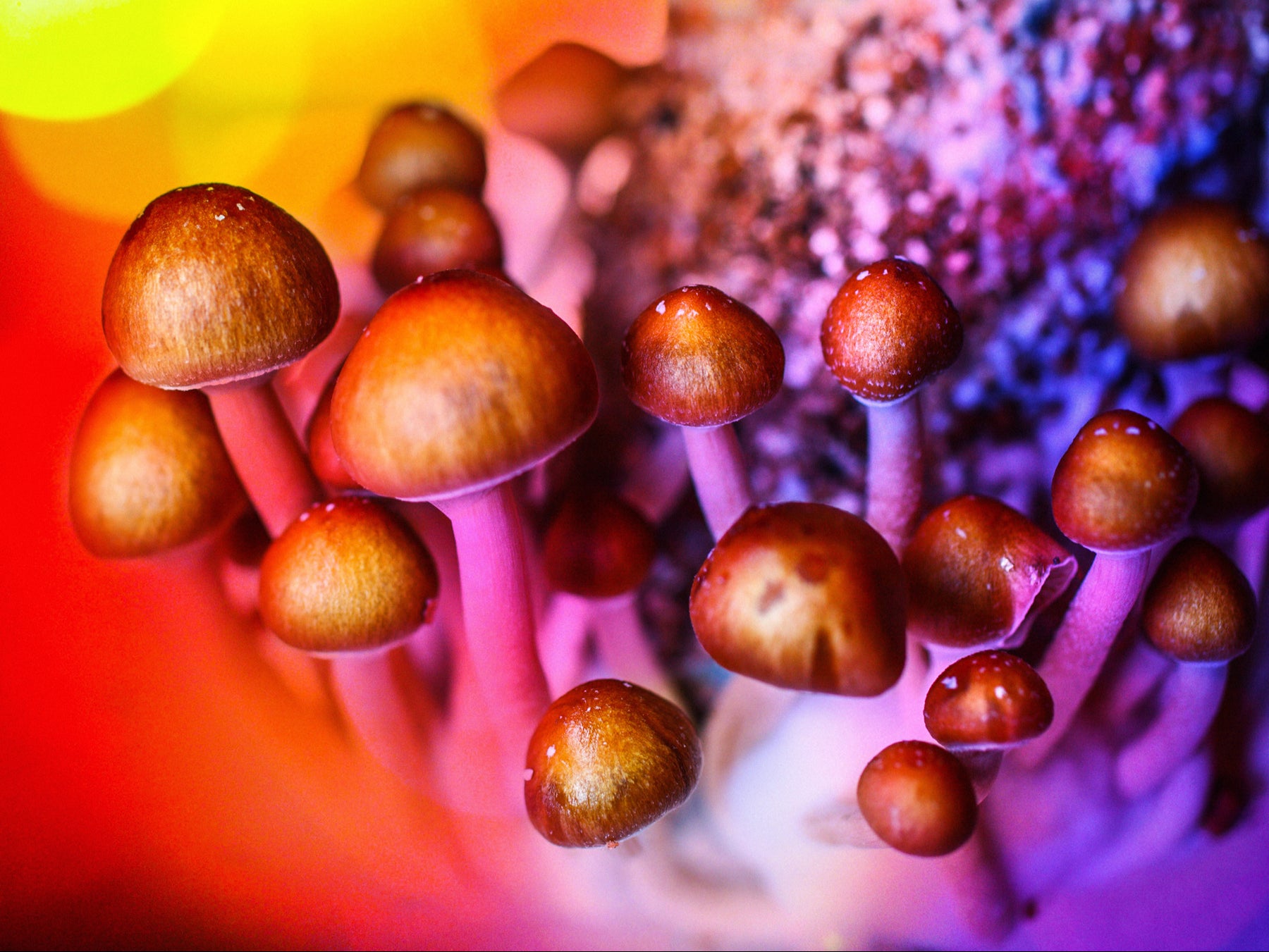 New research into the positive affects of magic mushrooms offers hope to those suffering from depression