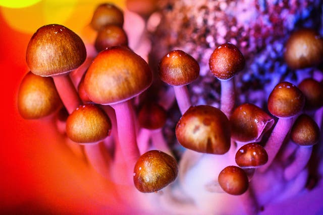 <p>Psilocybin mushrooms, aka magic mushrooms</p>