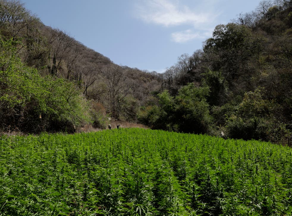 MEXICO-MARIHUANA