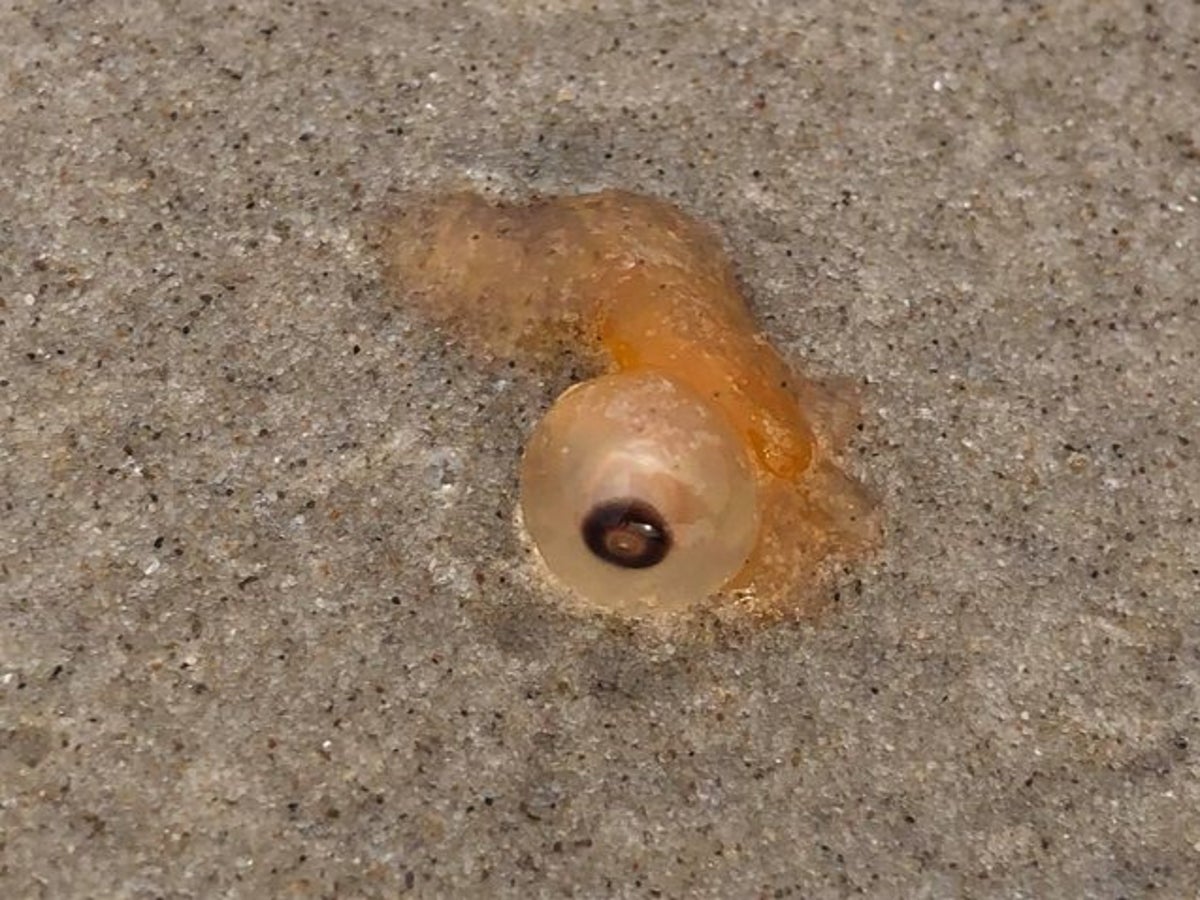 Giant eyeball found on beach, posing mystery for marine biologists