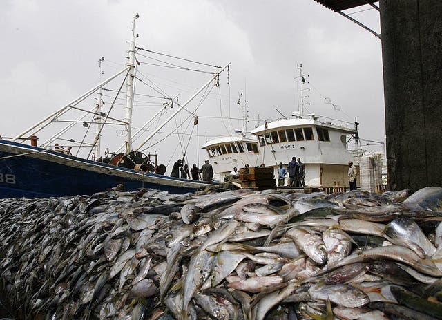 <p>‘An estimated area of 1.9 million square miles is bottom trawled each year – that’s 230 times the size of Wales’</p>