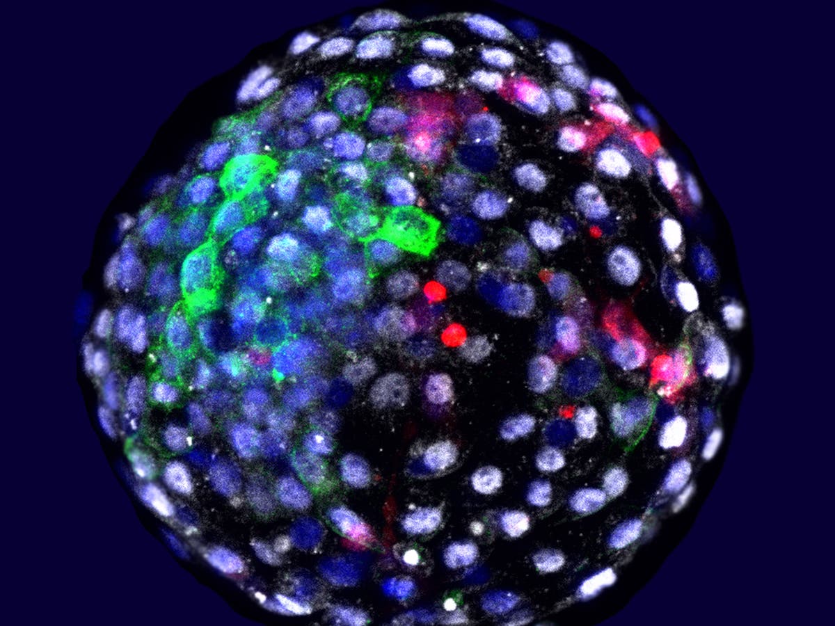 What are the ethical implications of growing human cells in monkey embryos?